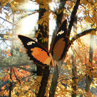 Hidden Autumn Butterfly